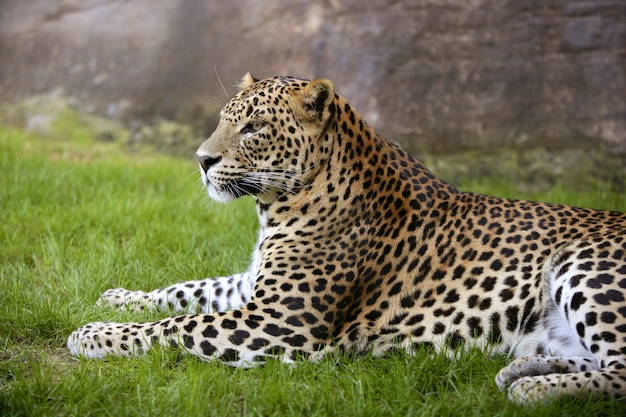 Afrikanischer Leopard auf grünem Gras