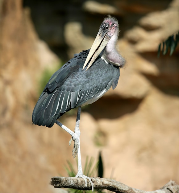 Afrikanischer Marabu, Leptoptilus crumenifer.