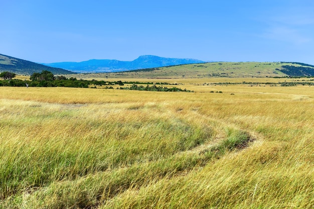 Afrikanischer Masai Mara Nationalpark in Kenia