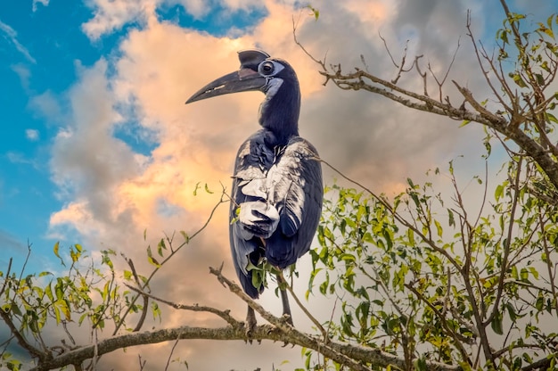 Afrikanischer Nashornvogel auf dem Hintergrund von Gewitterwolken. Murchison-Falls-Nationalpark. Uganda, Afrika