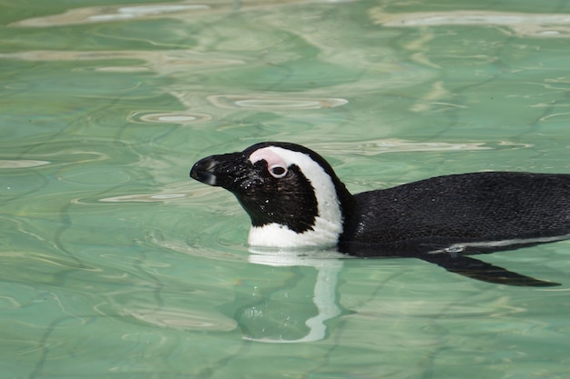 Afrikanischer Pinguin, der im Pool mit sauberem Wasser schwimmt