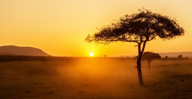 Afrikanischer Sonnenuntergang mit Akazienbaum in Masai Mara, Kenia.