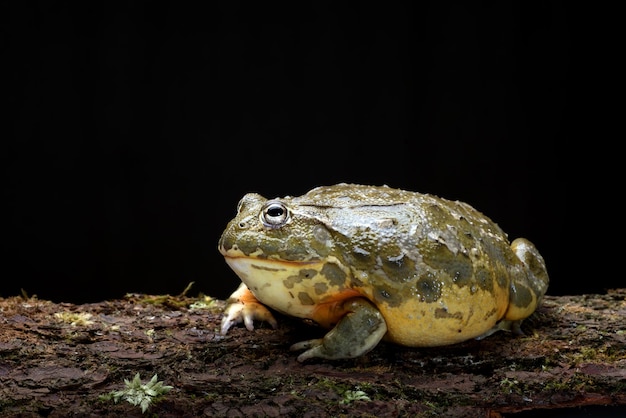 Afrikanischer Stierfrosch im schwarzen Hintergrund