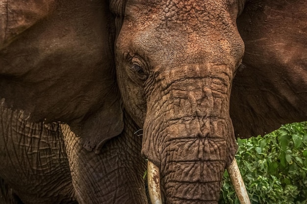 Afrikanischer wilder Elefant aus nächster Nähe Afrika Tansania