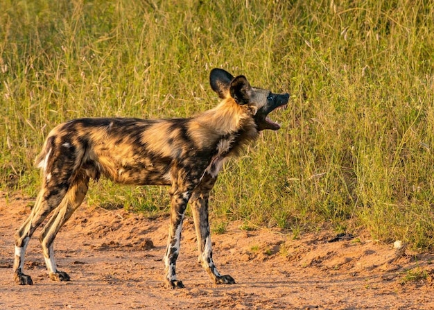 Afrikanischer Wildhund Lycaon pictus Afrikanisches Wildreservat Greater Kruger Nationalpark Südafrika Bestand