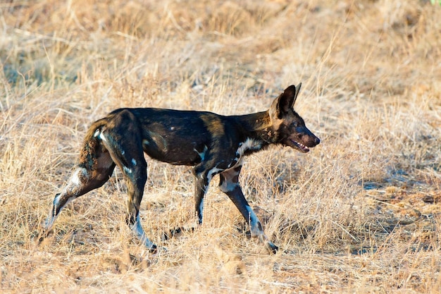 Afrikanischer Wildhund Lycaon pictus jagt im Samburu-Nationalpark Kenia Ost-Afrika