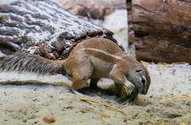 Afrikanisches Erdhörnchen.