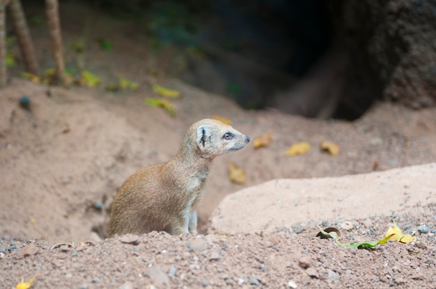 Afrikanisches Erdmännchen kommt aus einem Loch