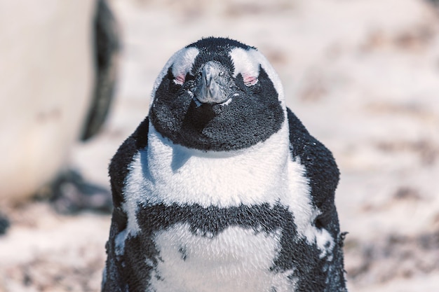 Afrikanisches Pinguin-Nahaufnahmeporträt mit geschlossenen Augen und zufriedenem glücklichem Gesichtsausdruck