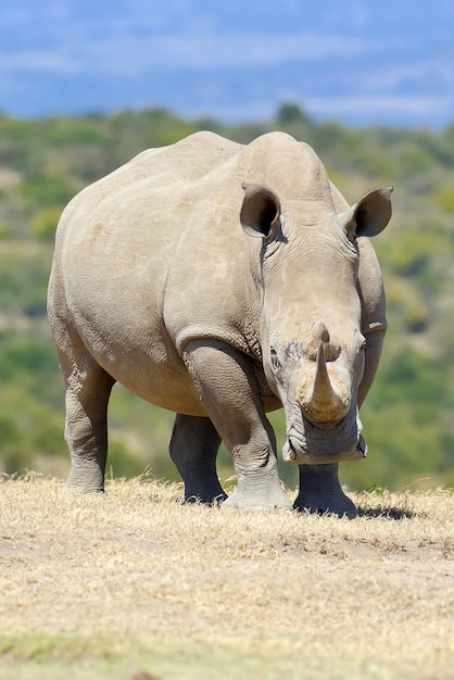 Afrikanisches weißes Nashorn, Nationalpark von Kenia