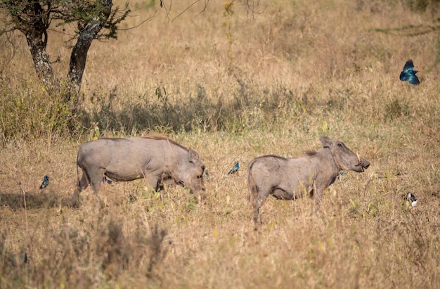 Afrikanisches Wildschwein in der Savanne