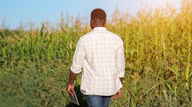 Afroamerikaner geht an Mais vorbei und schaut sich die Plantage an