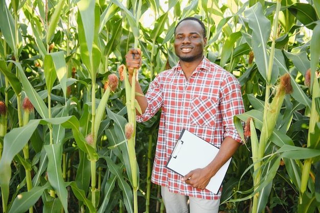 Afroamerikanischer Bauer oder Agronom inspiziert die Maisernte Das Konzept der Landwirtschaft