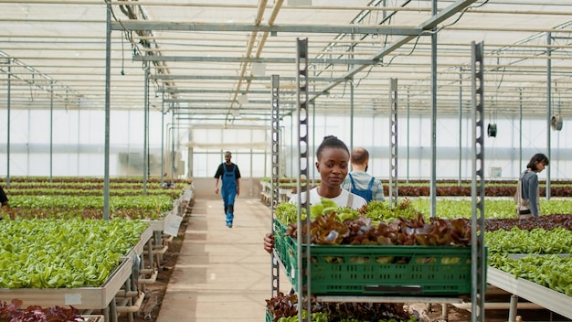 Afroamerikanischer Gewächshausarbeiter, der ein Regal mit Kisten mit Salaternte schiebt, während verschiedene Arbeiter die Pflanzenentwicklung inspizieren. Frau im Bio-Bauernhof, die Gemüselieferung für den lokalen Markt vorbereitet.
