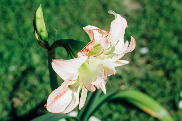 Afrodite de hippeastrum. bela flor vermelho-branco close-up.