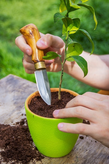 Afrouxe o solo, transplante de plantas