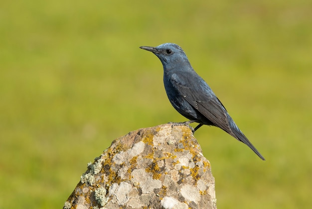 Afta de roca azul macho con plumaje en celo en la naturaleza