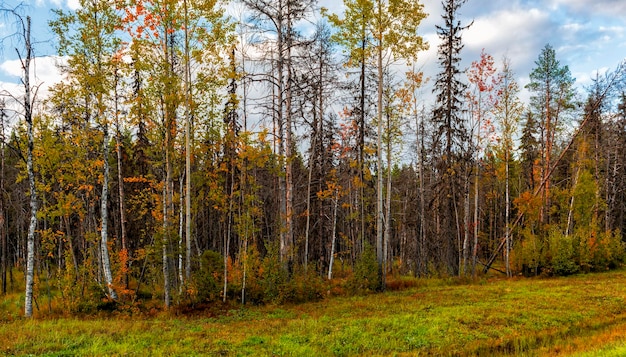 Las afueras del bosque mixto en otoño