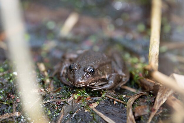 Agaad bufo marinus sentado en un tronco de árbol habitante anfibio en el ecosistema de humedales Haff Reimech