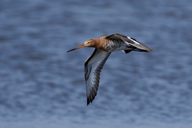 Foto agachadiza cola negra (limosa limosa)