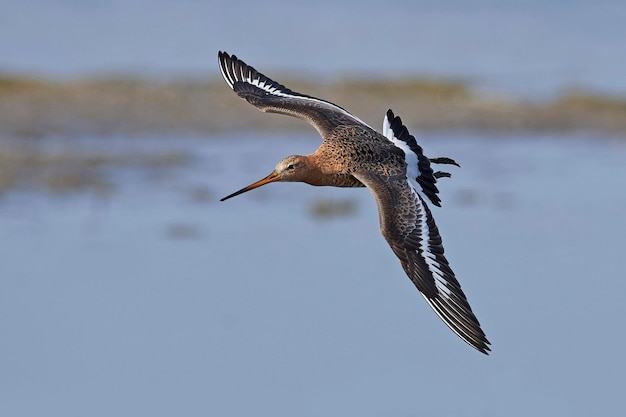 Agachadiza cola negra (Limosa limosa)