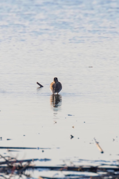 Agachadiza común (Gallinago gallinago) Ave en el agua