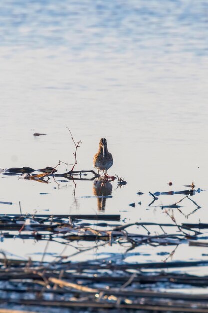 Agachadiza común Gallinago gallinago Pájaro en el agua