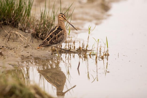 Agachadiza común sentada en la orilla del río con reflejo en el agua