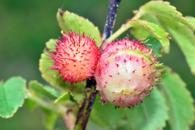 Agalla rosada producida por la avispa Diplolepis rosae