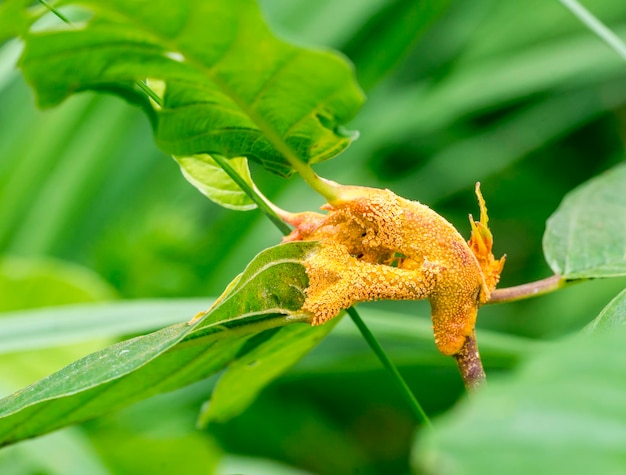 la agallas de las plantas de naranja