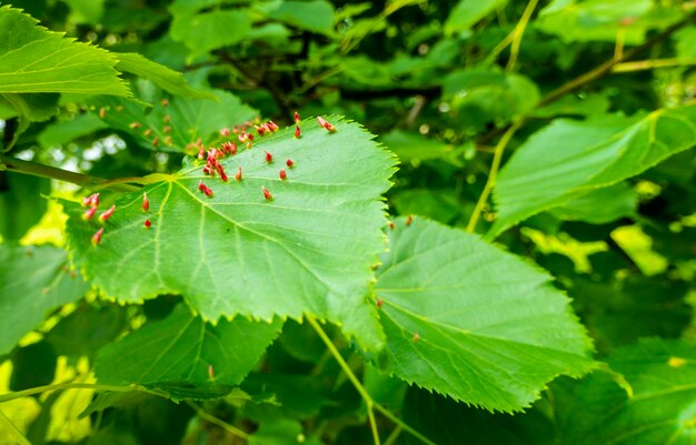 Agallas en las uñas causadas por el ácaro Eriophyes tiliae en las hojas del tilo común