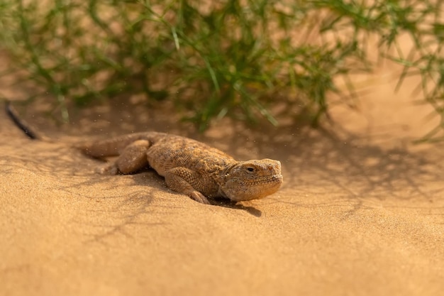 Agama cabeça de sapo secreto ou agama de cabeça de sapo phrynocephalus mystaceus