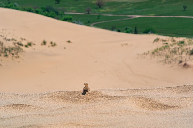 Agama de cabeza de sapo de lagarto del desierto en la cima de una duna de arena Sarykum contra el telón de fondo de una llanura verde