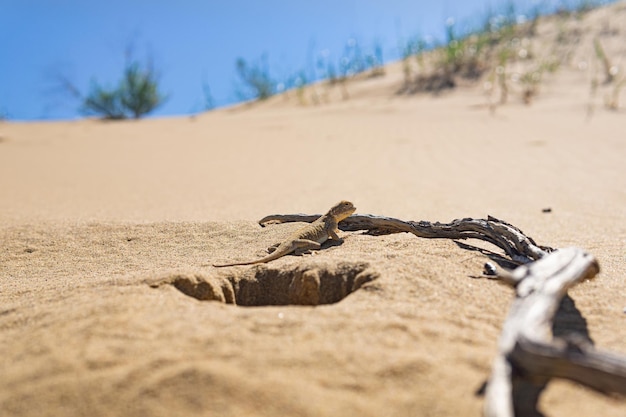 Agama de cabeza de sapo de lagarto en hábitat natural en la duna de Sarykum