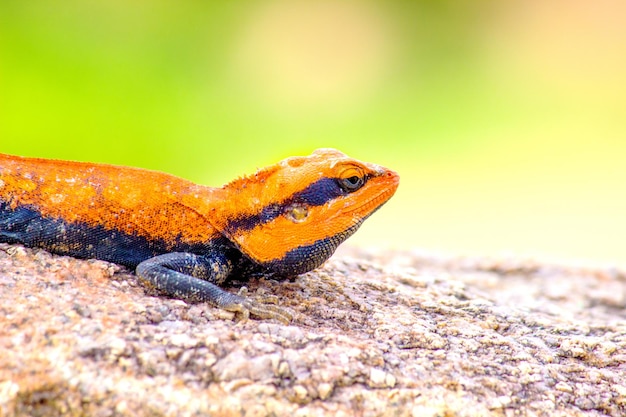 Agama comum rocha ruiva Agama Agama agama camuflado Hyderabad Índia