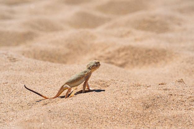 Agamá do toadhead do lagarto do deserto entre a areia na duna de Sarykum