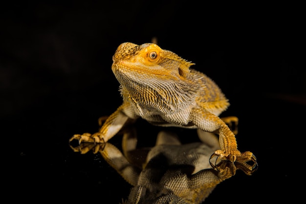 Agama dragón barbudo reptil sobre fondo negro