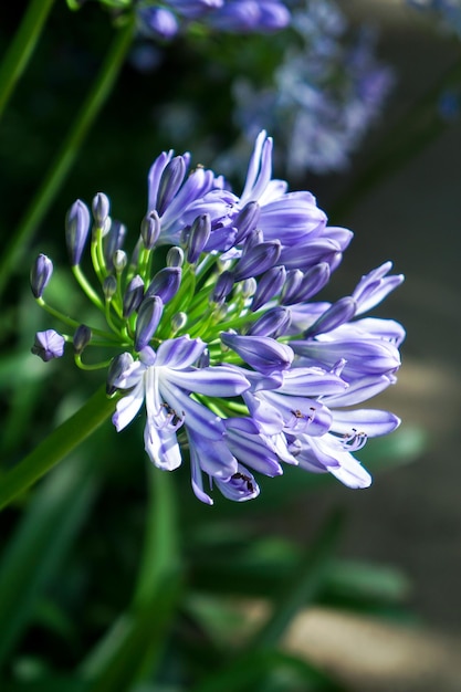 Agapanthus africanus, ou o lírio africano, é uma planta com flores