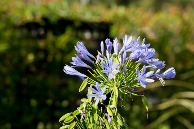 Foto agapanthus africanus, planta de origem africana