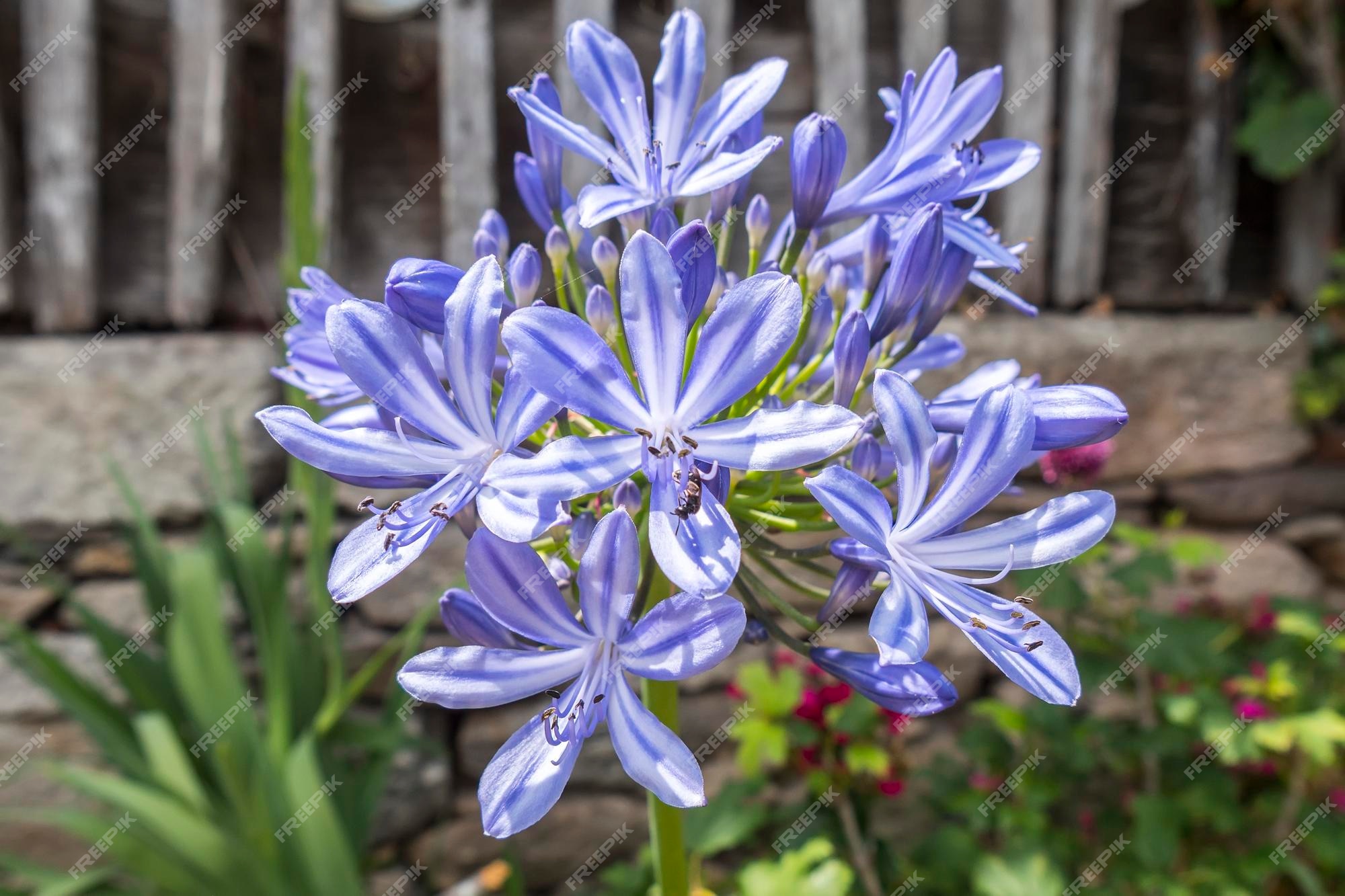 Agapanthus africanus tuberosa azul lirio africano o agapanto africano |  Foto Premium