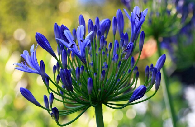 Foto agapanthus azul