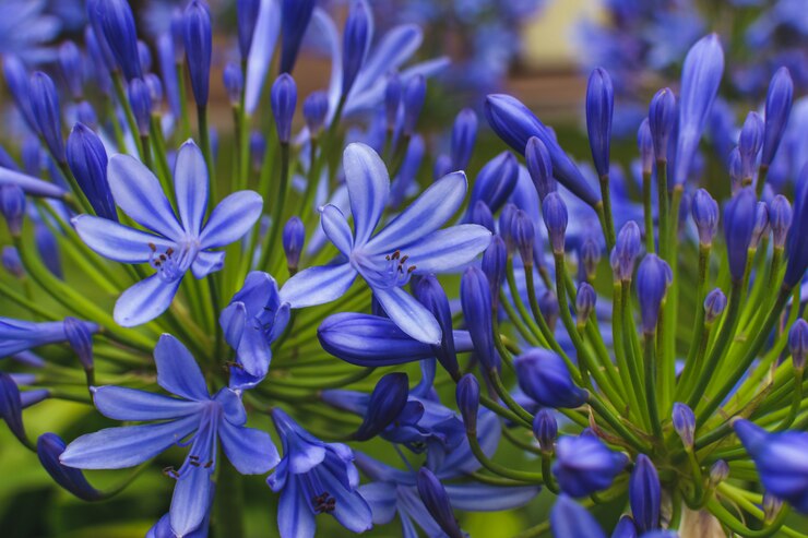 Foto agapanthus flores na natureza
