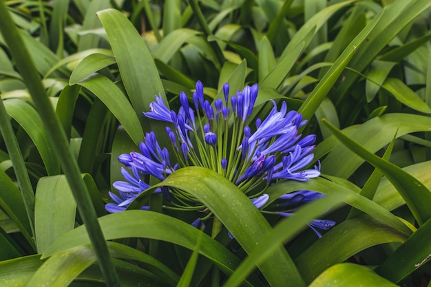 Agapanthus flores en la naturaleza