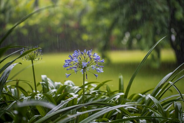 Agapanthus praecox, flor de lirio azul durante la lluvia tropical, de cerca. El lirio africano o lirio del Nilo es una planta de jardín popular en la familia Amaryllidaceae. Tanzania, África oriental. Concepto de naturaleza