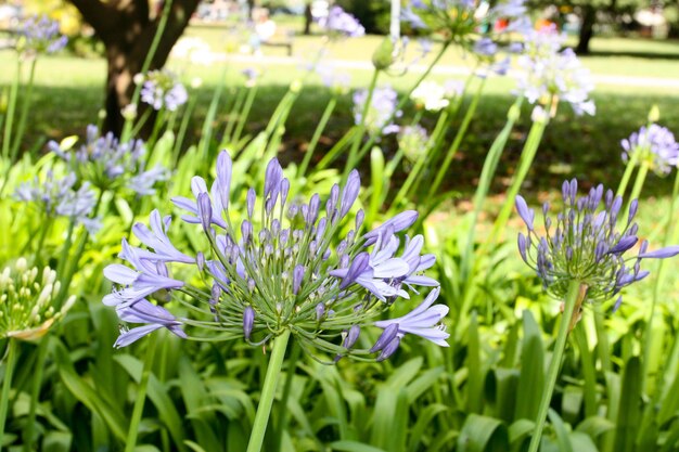 Agapanthus-Regenschirm