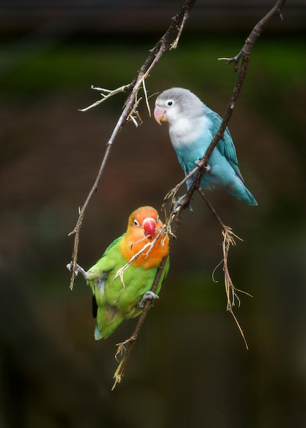 Foto agapornis de fischer