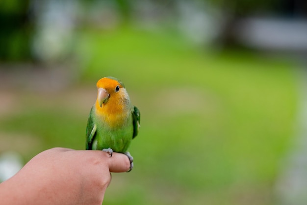 Un agapornis posado en un loro dedo