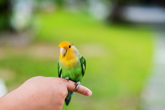 Un agapornis posado en un loro dedo