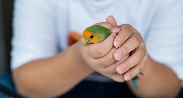 Un agapornis posado en un loro dedo