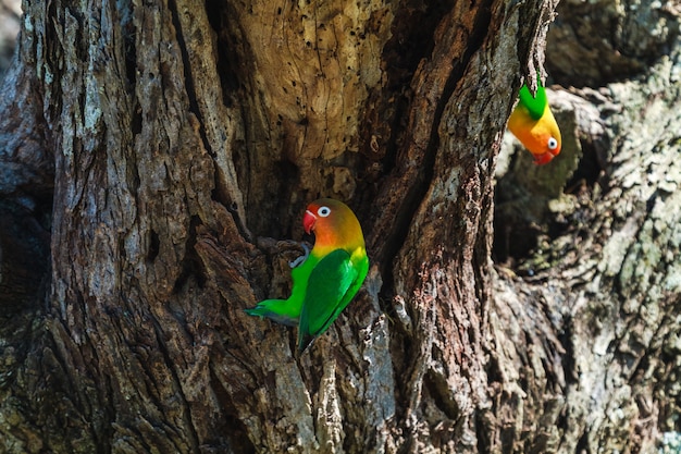 El agapornis selecciona el nido en el hueco, Serengeti, Tanzania